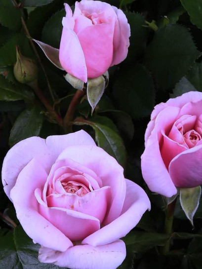 Róża wielkokwiatowa Pacific Blue