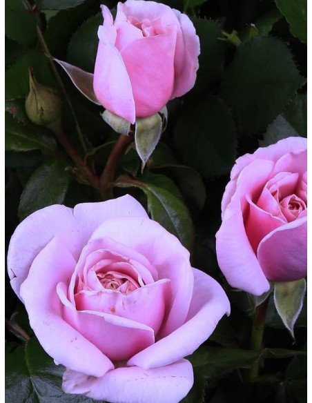 Róża wielkokwiatowa Pacific Blue