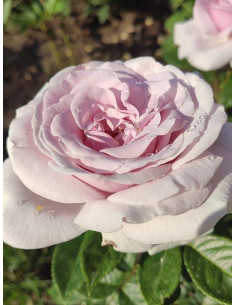 Róża wielkokwiatowa Pacific Blue 2