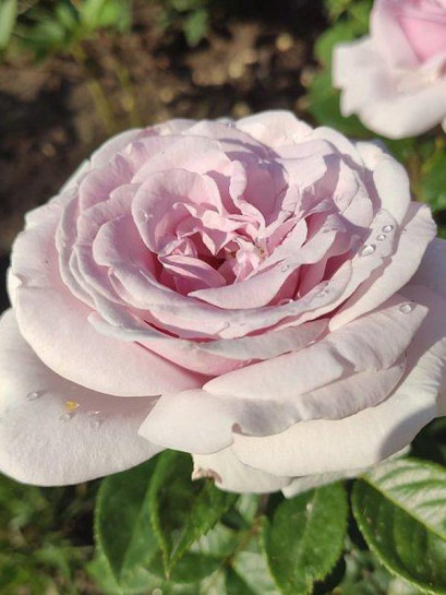 Pacific Blue Róża wielkokwiatowa