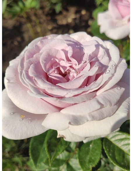 Pacific Blue Róża wielkokwiatowa