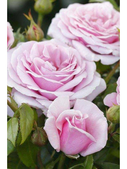 wielkokwiatowa róża Pacific Blue