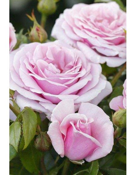 wielkokwiatowa róża Pacific Blue