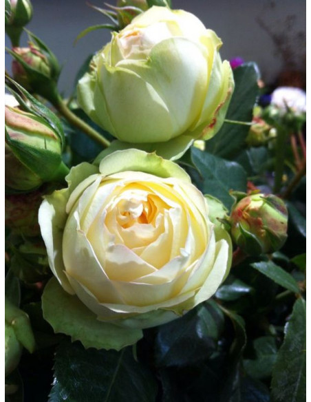 WEDDING PIANO® róża wielkokwiatowa