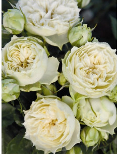 WEDDING PIANO róża wielkokwiatowa