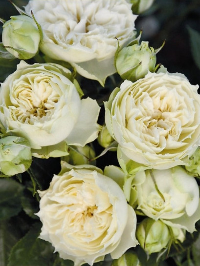 WEDDING PIANO róża wielkokwiatowa