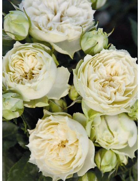 WEDDING PIANO róża wielkokwiatowa