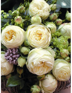 WEDDING PIANO róża wielkokwiatowa 2