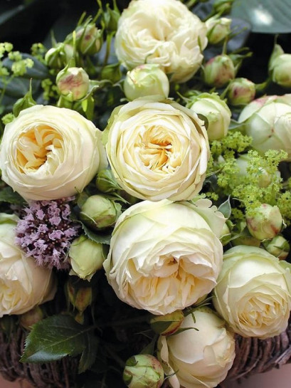 WEDDING PIANO wielkokwiatowa róża