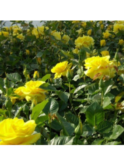 zolte roze rabatowe allgold 2