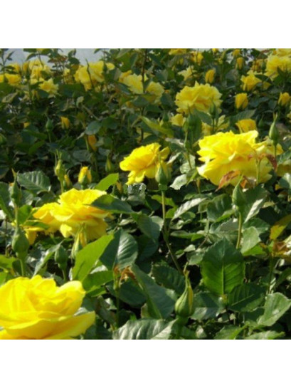 rabatowa żółta róża Allgold