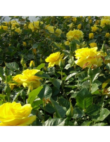 rabatowa żółta róża Allgold