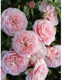 Bailando róża rabatowa