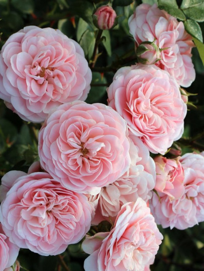 Bailando róża rabatowa