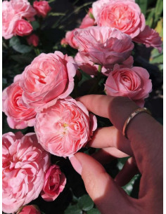 Bailando róża rabatowa 2