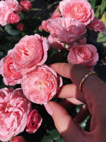 Bailando rabatowa róża