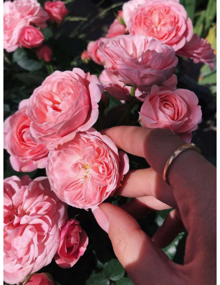 Bailando rabatowa róża