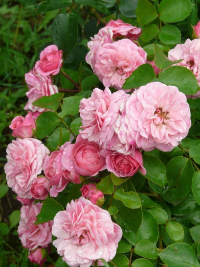 róża rabatowa Bailando