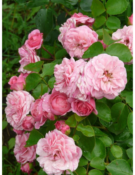 róża rabatowa Bailando