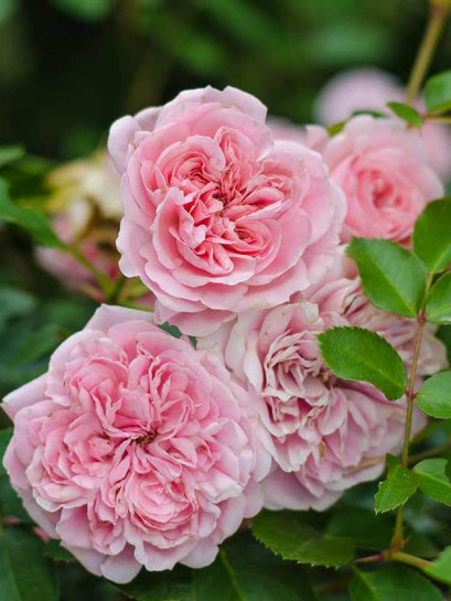 rabatowa róża Bailando