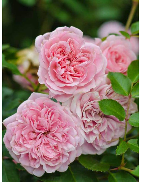 rabatowa róża Bailando