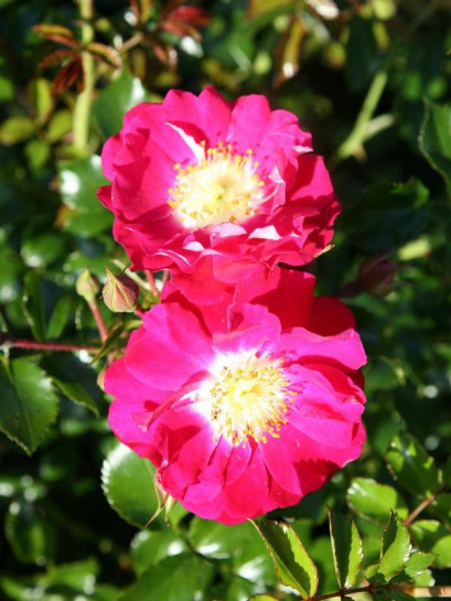 Degenhard miniaturowa róża