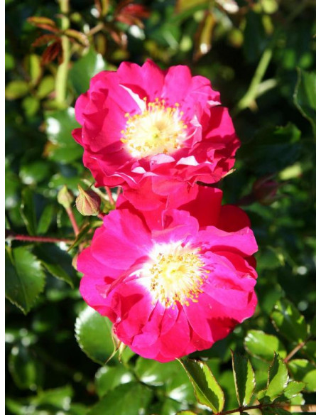 Degenhard miniaturowa róża