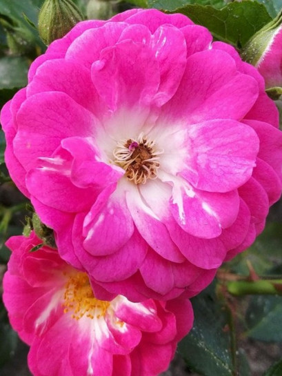 Degenhard róża miniaturowa