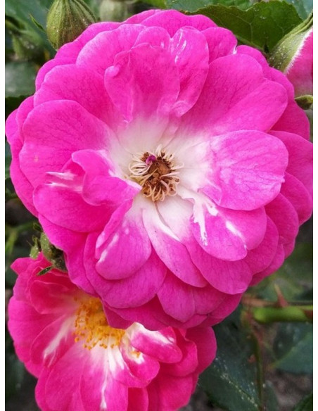 Degenhard róża miniaturowa