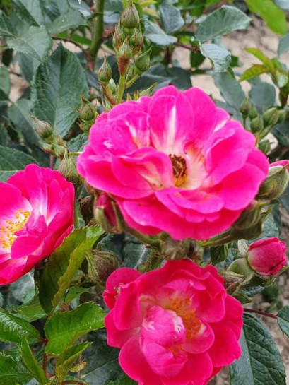 miniaturowa róża Degenhard