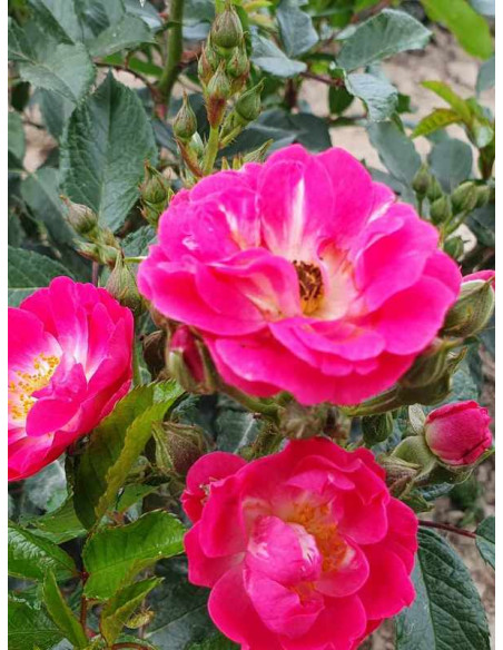 miniaturowa róża Degenhard