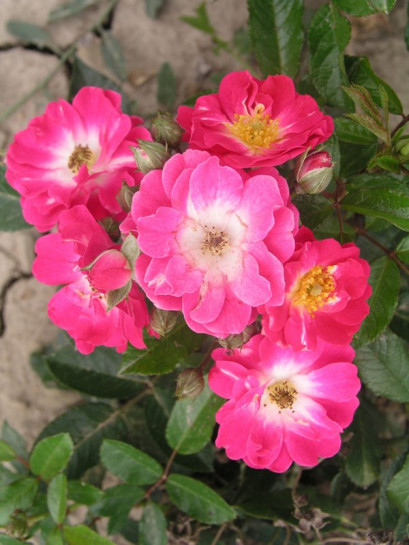 róża miniaturowa Degenhard