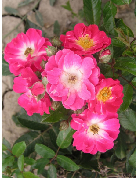 róża miniaturowa Degenhard