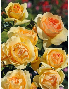 Hansestadt Rostock róża rabatowa