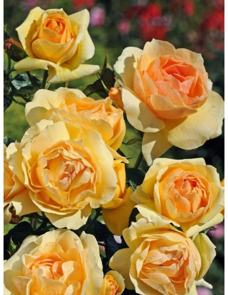 Hansestadt Rostock róża rabatowa