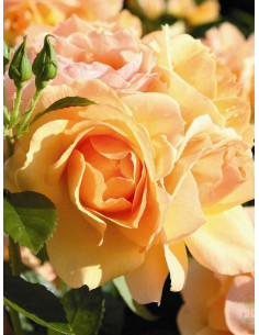 Hansestadt Rostock róża rabatowa 2