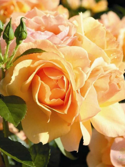 róża rabatowa Hansestadt Rostock