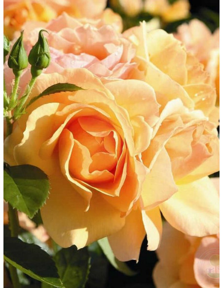 róża rabatowa Hansestadt Rostock