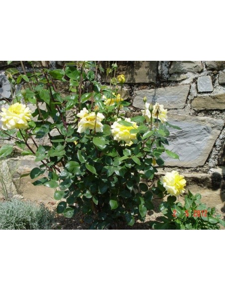 róża żólta rabatowa Allgold