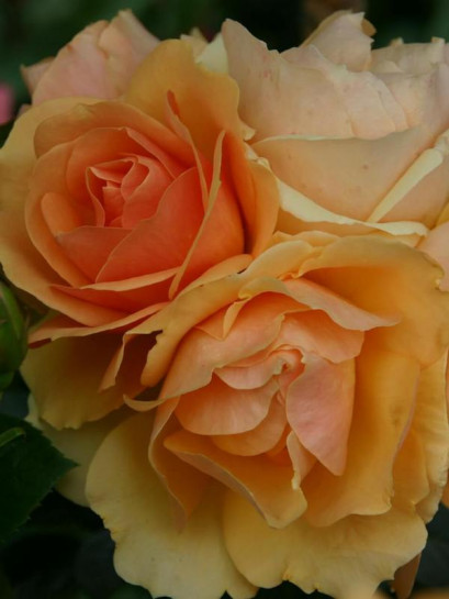 Hansestadt Rostock rabatowa róża