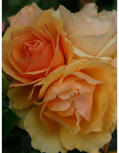 Hansestadt Rostock rabatowa róża