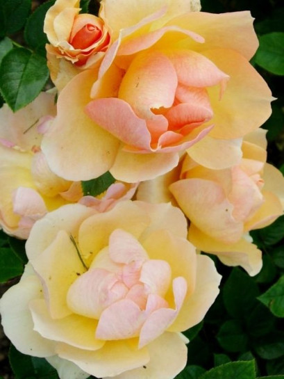 rabatowa róża Hansestadt Rostock