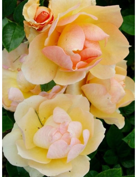 rabatowa róża Hansestadt Rostock