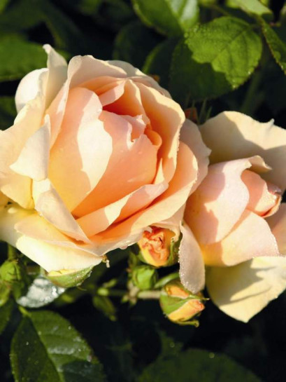 HANSESTADT ROSTOCK® róża rabatowa