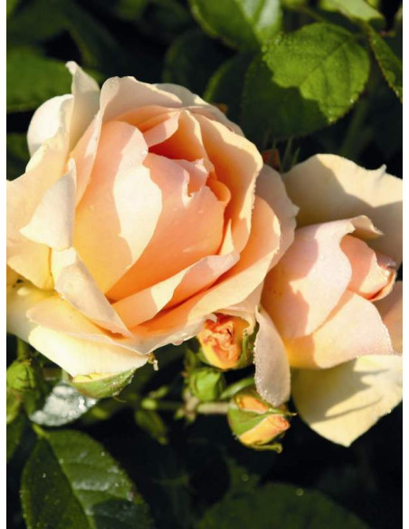 HANSESTADT ROSTOCK® róża rabatowa