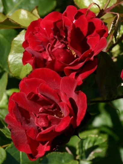 Matador okrywowa róża