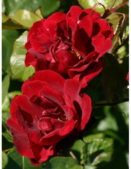 Matador okrywowa róża