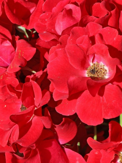 róża okrywowa Matador