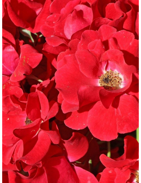 róża okrywowa Matador