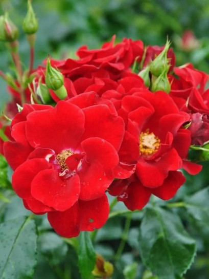 róża okrywowa Matador